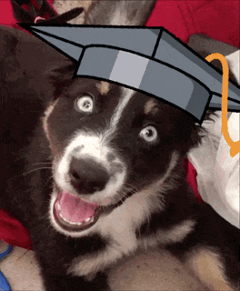 a black and white dog wearing a graduation hat