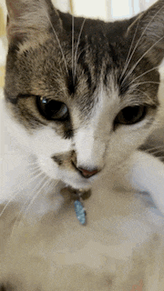 a close up of a cat with a blue fish necklace