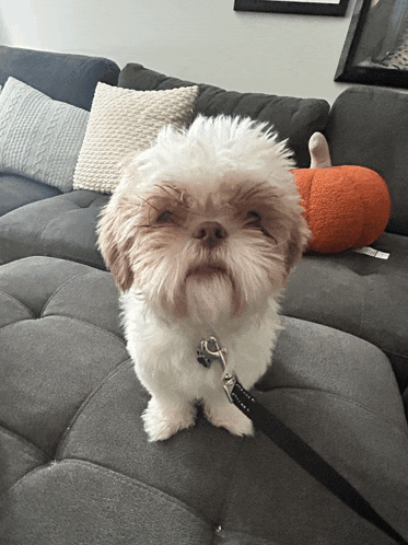 a small brown and white dog sitting on a couch