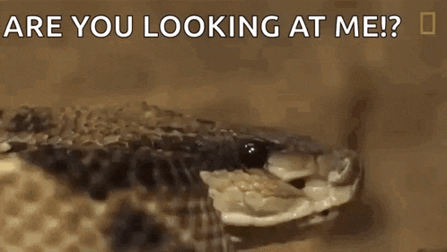 a close up of a snake with the words are you looking at me written on the bottom