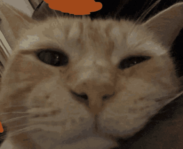 a close up of a cat 's face with an orange sticker on it
