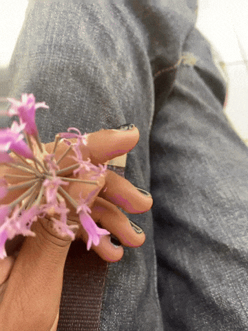 a close up of a person 's hand holding a purple flower