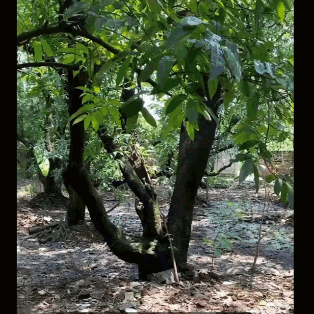 a tree with a twisted trunk surrounded by other trees