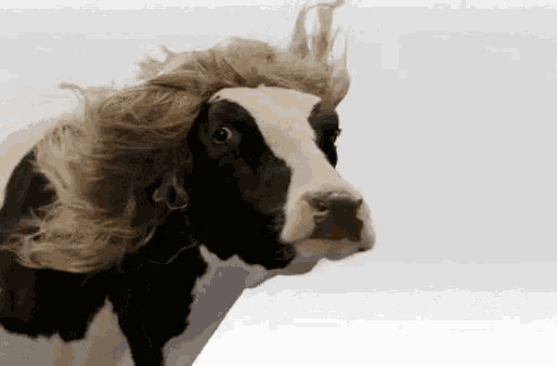 a black and white cow wearing a wig is standing on a white background .