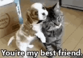 a puppy is hugging a cat with the words `` you 're my best friend '' above them .