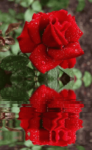 Red Single Rose Rose Water GIF - Red Single Rose Rose Water Reds GIFs