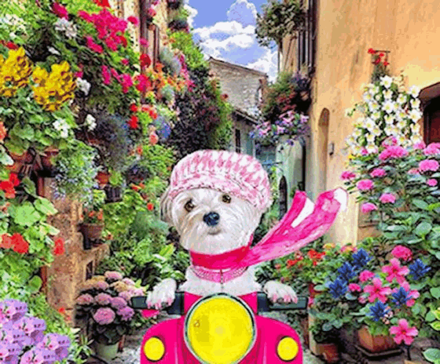 a small white dog wearing a pink hat and scarf is riding a pink scooter on a narrow street .