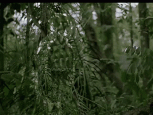 Camouflage GIF - Camouflage GIFs