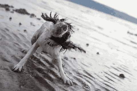a dog is scratching itself on the beach .