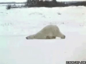 Polar Bear Lazy GIF - Polar Bear Lazy Walk GIFs
