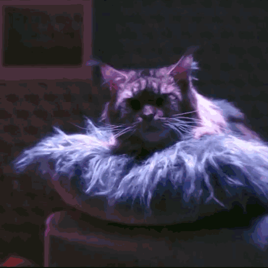 Mietse Grover GIF - Mietse Grover Cats GIFs