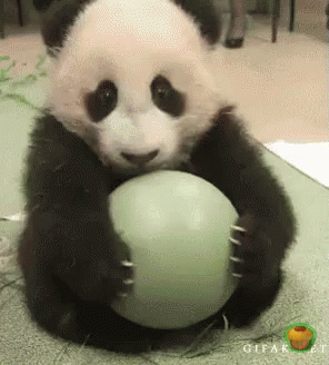 Baby Panda Play GIF - Baby Panda Play Playing GIFs