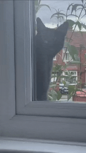 a black cat is looking out of a window with a view of a city .