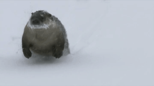 Slip-n-slide GIF - Snow Winter Animal GIFs