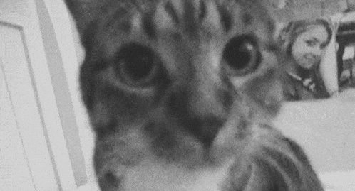 a black and white photo of a cat looking at the camera with a woman in the background .