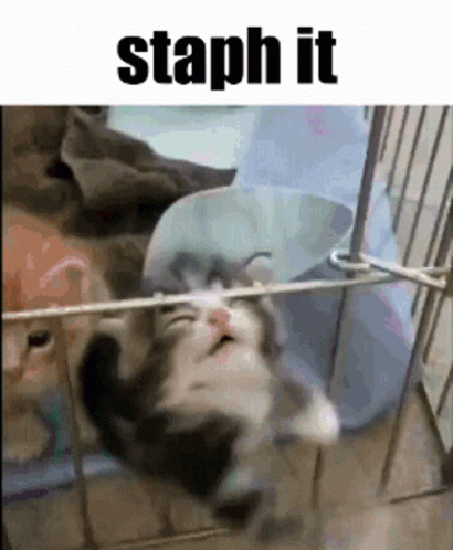 Staph It Staph GIF - Staph It Staph Cat GIFs