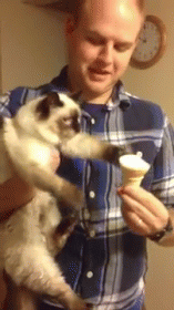 Give Me Now GIF - Cat Cats Ice Cream GIFs