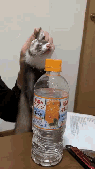 Ferret Angry GIF - Ferret Angry GIFs