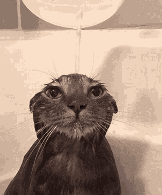 Cat Bath GIF - Cat Bath GIFs