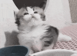 a black and white kitten is sitting next to a bowl of food .