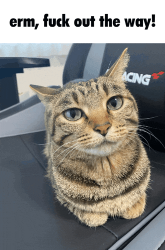 a cat sitting on a chair with the words erm fuck out the way