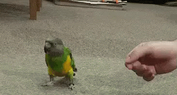 Parrot Bang GIF