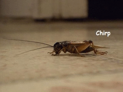 Crickets Chirping GIF - Crickets Chirping Joke GIFs