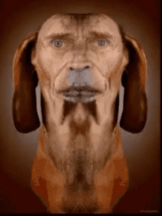 Willem Dafoe Dog GIF - Willem Dafoe Dog Symmetrical GIFs