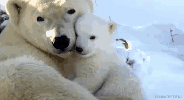 a polar bear and a baby polar bear are hugging each other in the snow .