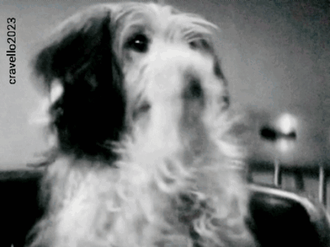 Cute Doggie Doggo GIF - Cute Doggie Doggo Andooga GIFs