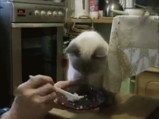 Such Manners! GIF - Cat Fork Table Manners GIFs