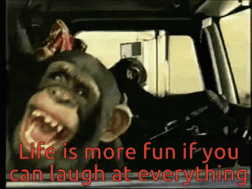 Laughing Hysterically Monkeys GIF - Laughing Hysterically Monkeys Pointing GIFs