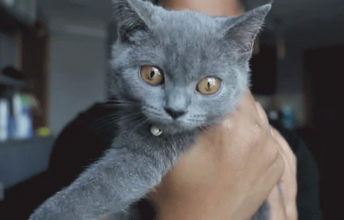 قطة حيوانات GIF - قطة حيوانات ردة GIFs