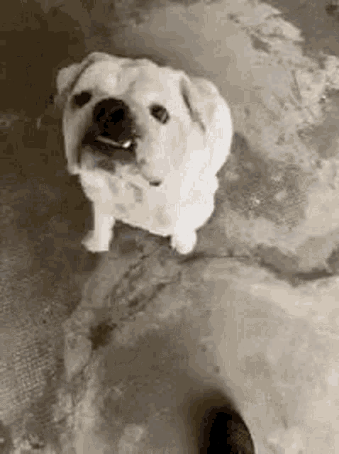 a white dog is standing on a concrete floor and looking up .