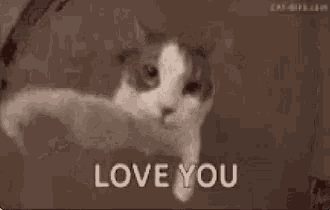 a cat is looking at the camera with the words `` love you '' written in front of it .