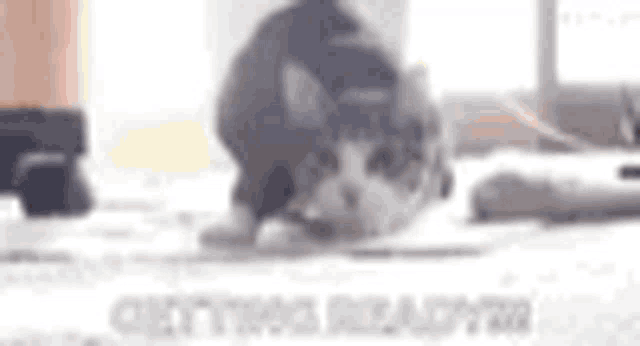 a cat is sitting on top of a table with a laptop .
