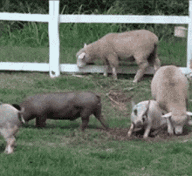 a group of pigs and sheep are grazing in a field near a white fence .