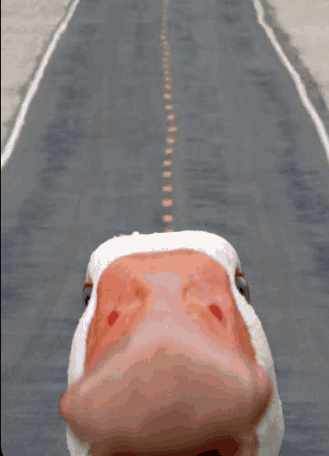 a close up of a duck 's face looking at the camera