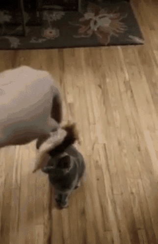 a person is playing with a cat on a hardwood floor