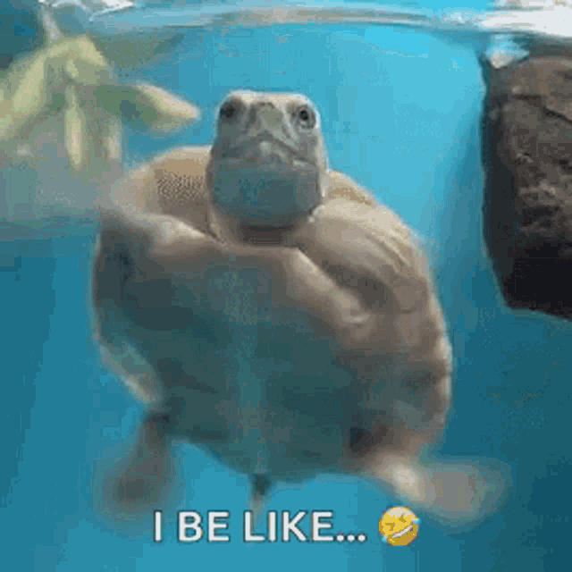 Funny Animals Turtles GIF - Funny Animals Turtles Swimming GIFs