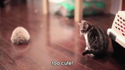 Kitten Meets Hedgehog - So Cute! GIF - Cute Funny Cat GIFs
