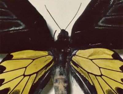 50 Shades Of A Butterfly GIF - Bugs Bug Butterfly GIFs