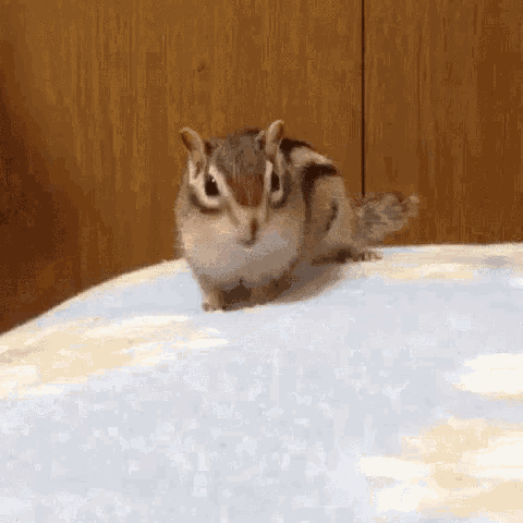 Clean Sheets Squirrel GIF - Clean Sheets Squirrel GIFs