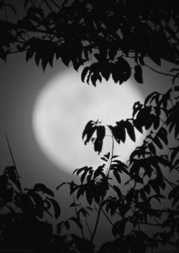 Moon Night GIF - Moon Night Focus GIFs