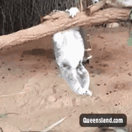 a queensland.com website is displayed in the corner of a screen