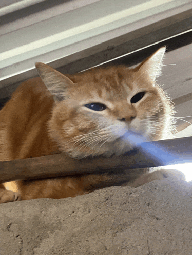 a close up of a cat laying on a concrete surface