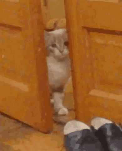 a cat is standing next to a pair of slippers on a wooden floor .