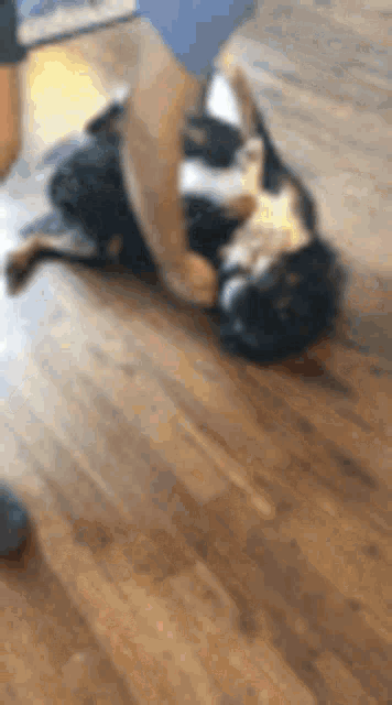 a dog is laying on its back on the floor .
