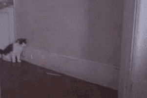 a black and white cat is walking across a wooden floor in a room .