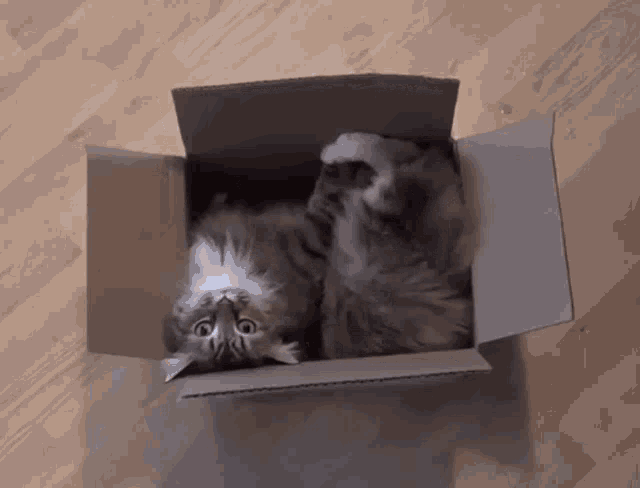 Box Cat Box GIF - Box Cat Box Box Cat GIFs